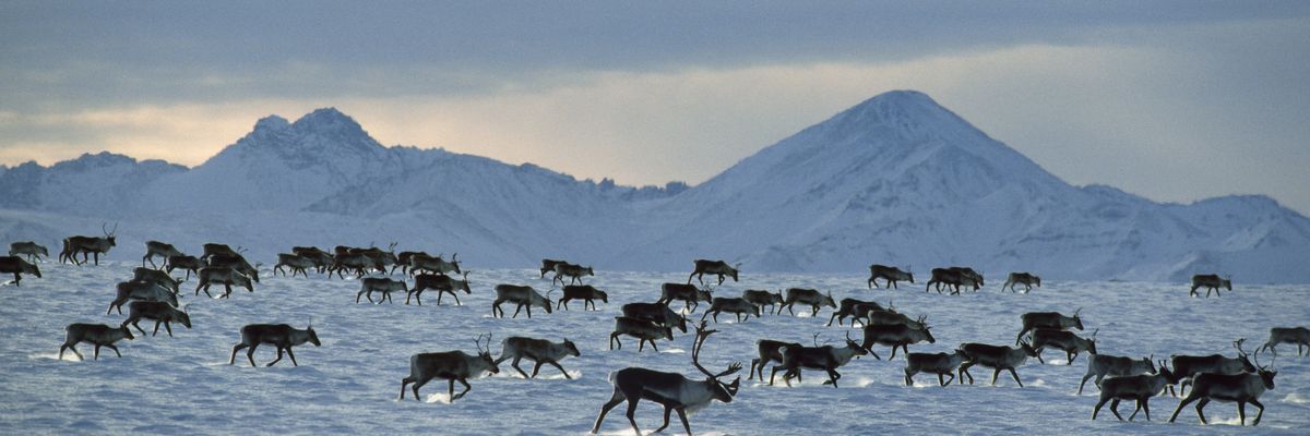 A porcupine caribou herd migrates through Alaska 